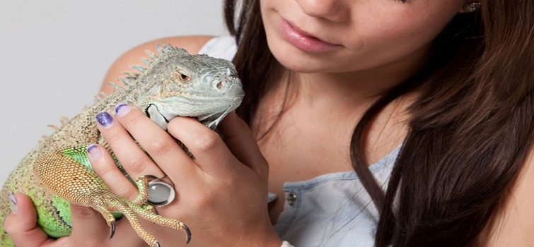 Veterinarians in Long Beach, Sunset Beach & La Habra, CA
