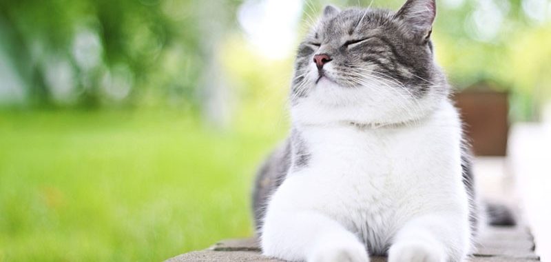 Veterinarians in Long Beach, Sunset Beach & La Habra, CA