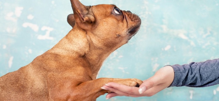 Veterinarians in Long Beach, Sunset Beach & La Habra, CA